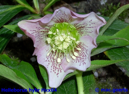 helleborus hybr